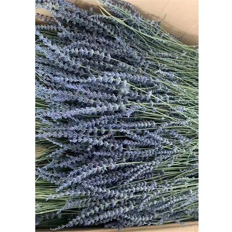 Natural Dried Lavender Flowers - Everlasting Purple Decorative Flowers for Home Decor and Crafts