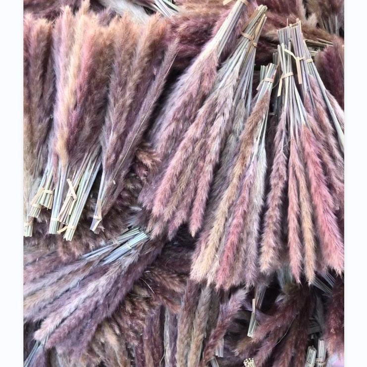 Dried Pampas Grass brown