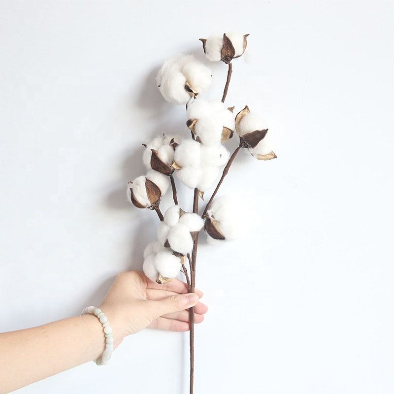 dried cotton