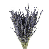 Dried Lavender flower