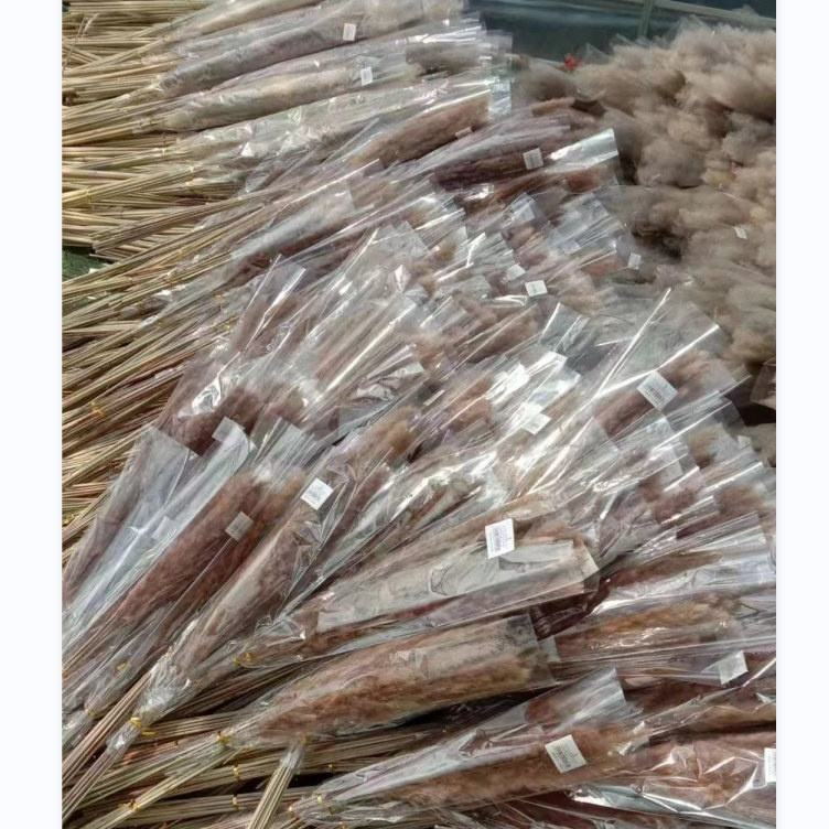 Dried Pampas Grass brown