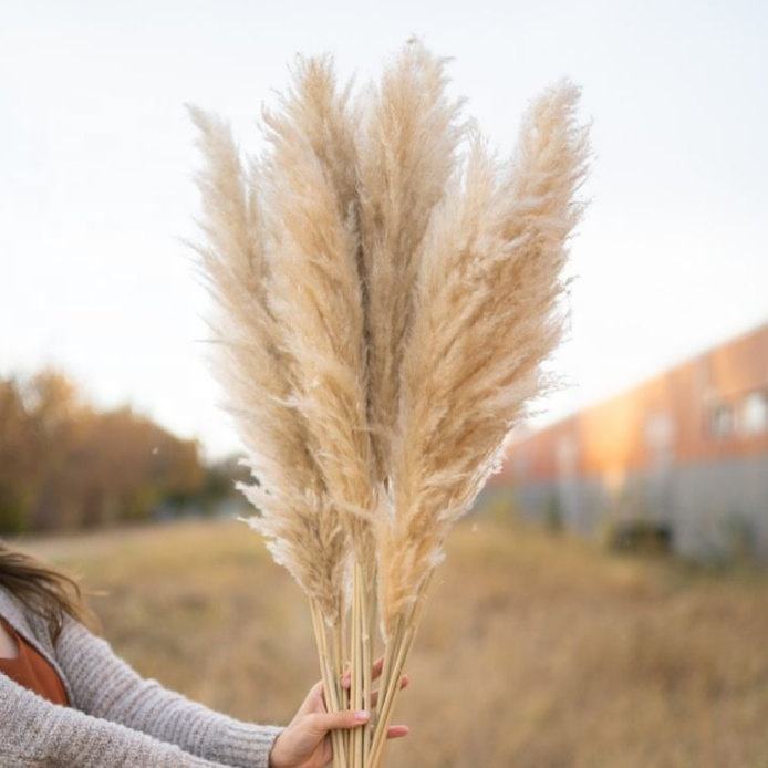 Dried Pampas Grass white