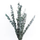Dried eucalyptus bouquet (blue) – elegant and long-lasting decorative foliage, perfect for floral arrangements, home décor, and event styling, adds a unique and calming touch to vases, bouquets, and centerpieces.