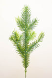 FIR FOLIAGE PICK 25CM