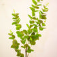 Eucalyptus Spray Green - Realistic Artificial Eucalyptus Stem with Lush Green Leaves - Perfect for Floral Arrangements, Wreaths, Bouquets, and Home Décor - Long-Lasting and Low Maintenance