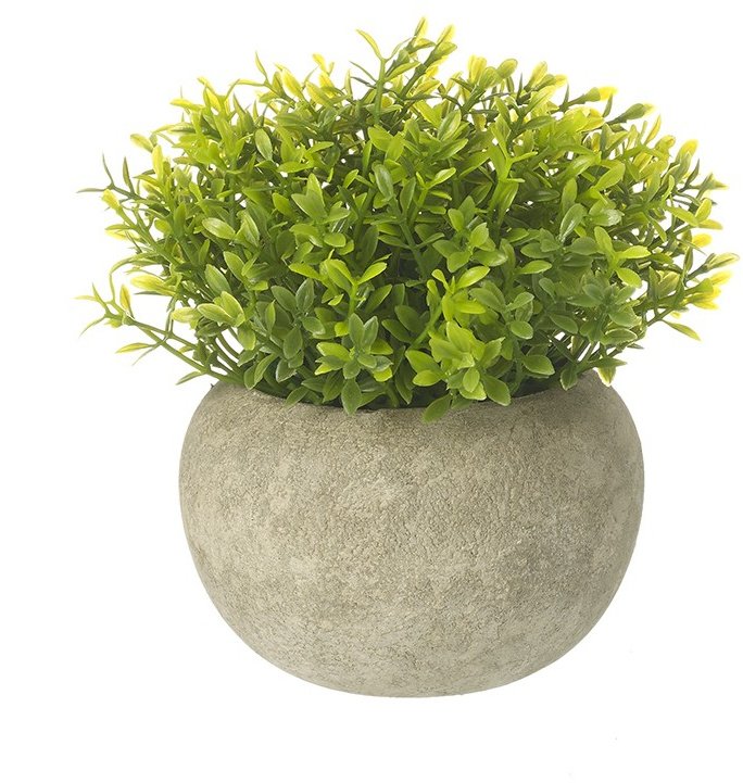 Green Foliage In Pot