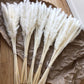 Dried Pampas Grass white