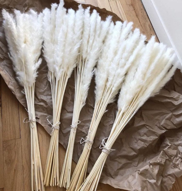 Dried Pampas Grass white