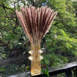 Dried Pampas Grass brown