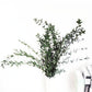Dried eucalyptus stem (green) – natural and long-lasting decorative foliage, perfect for floral arrangements, home décor, and event styling, adds a fresh and elegant touch to vases, bouquets, and centerpieces.
